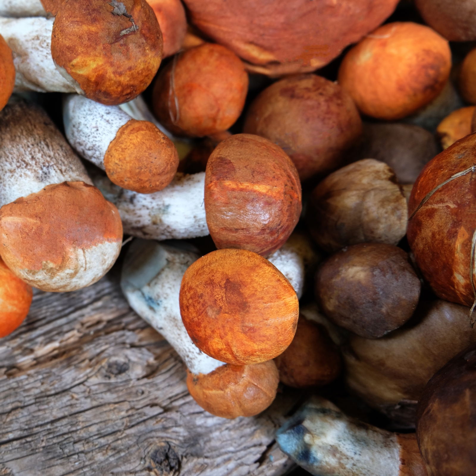 Aspen mushroom