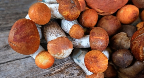 Aspen mushroom
