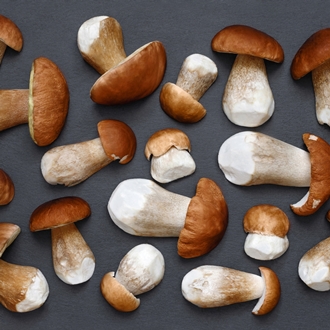 Porcini mushrooms