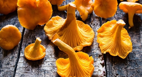 Chanterelles