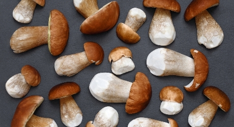 Porcini mushrooms