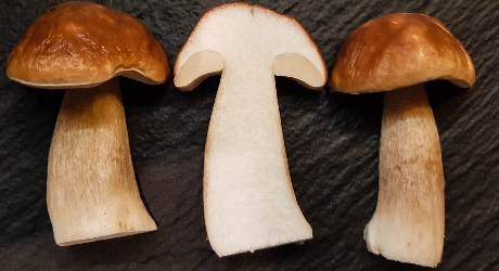 Sliced in halves porcini mushrooms
