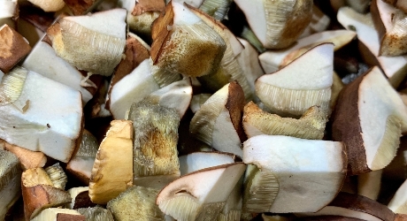 Sliced porcini mushroom