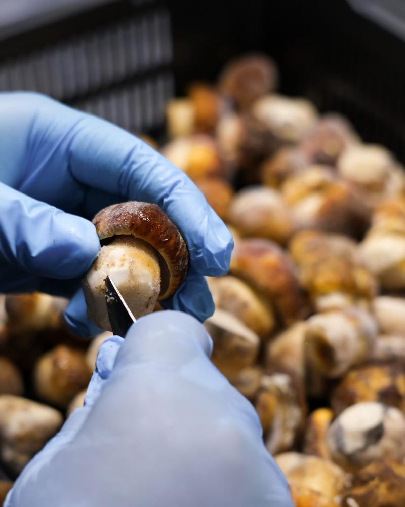 Замороженные грибы: как правильно применять их в кулинарии